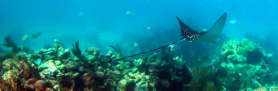 Unterwasserwelt von Belize