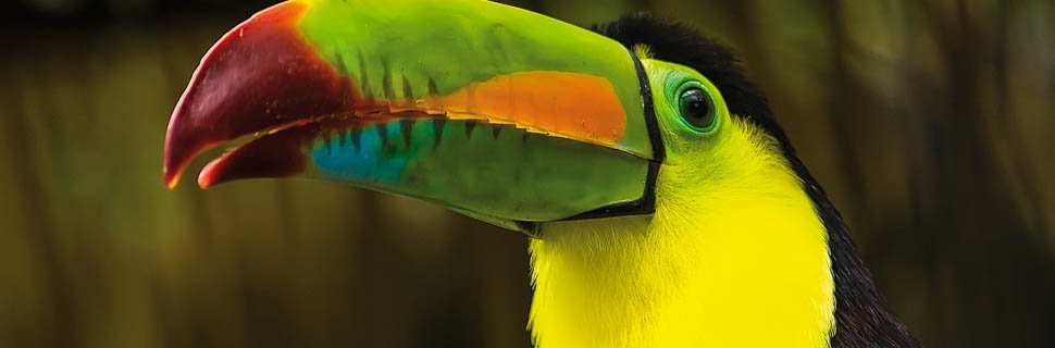 Bunter Tucan in Costa Rica