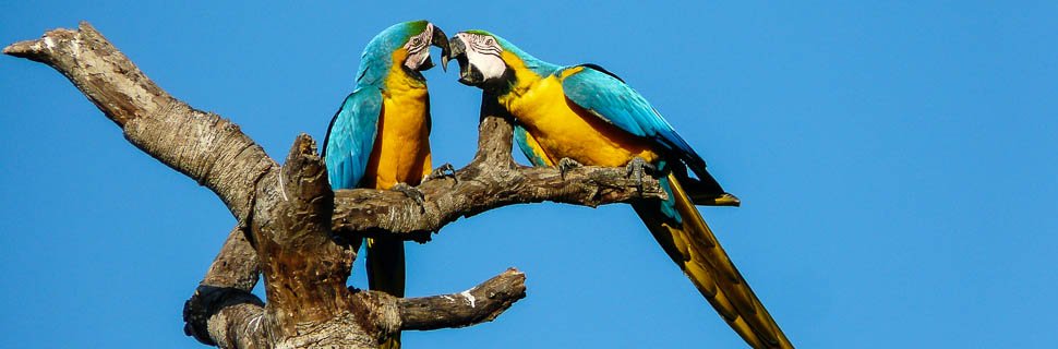 Bunte Aras Vögel im Pantanal von Brasilien
