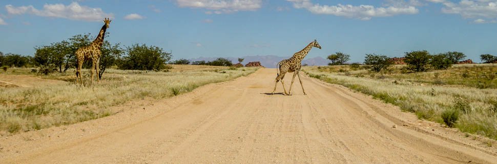 Giraffen laufen über die Straße Südliches Afrika