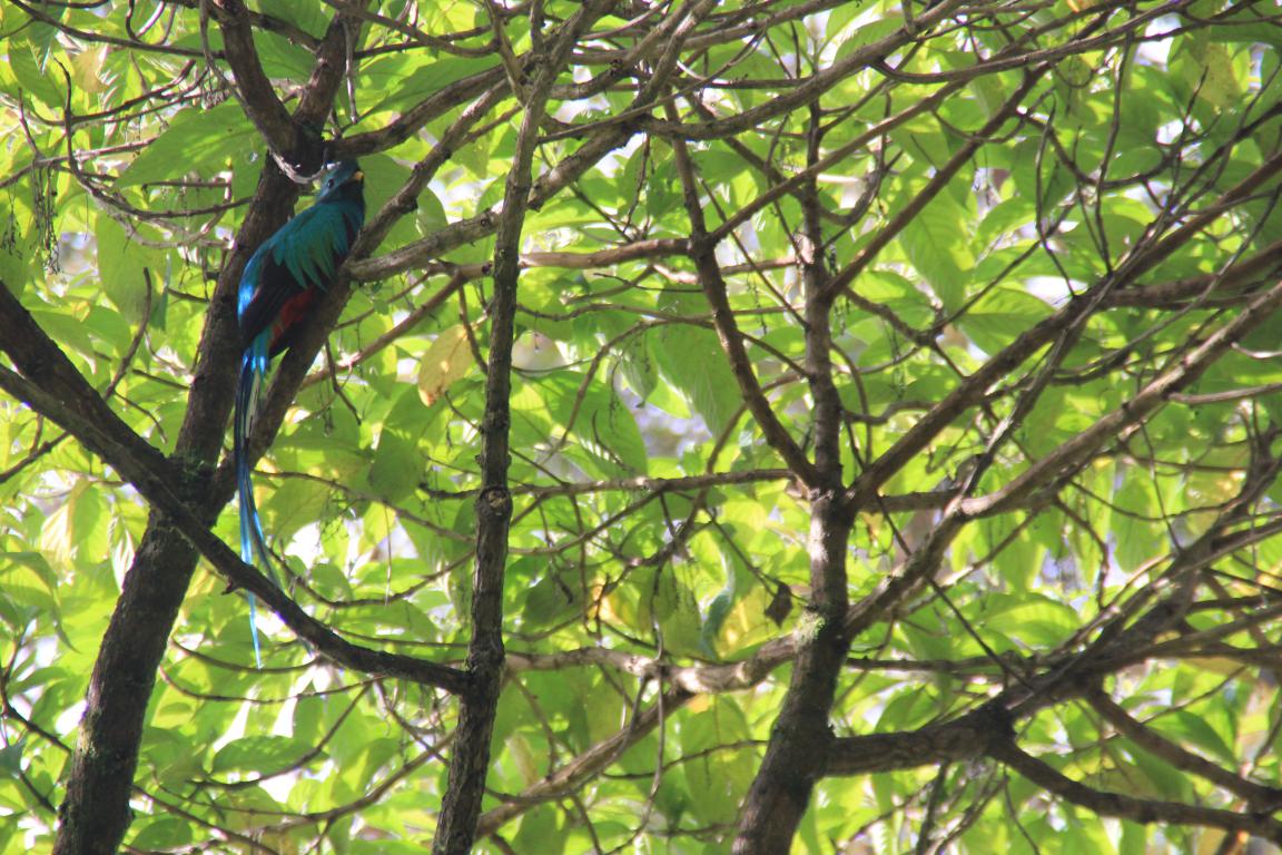 Quetzal Vorausgereist