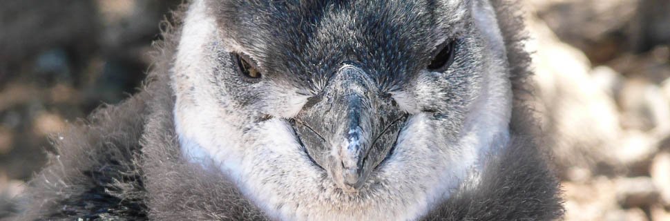 Besichtigung von Pinguinkolonien in Argentinien