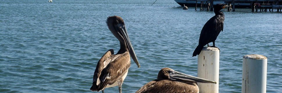 Pelikane und Kormoran am Wasser in Belize