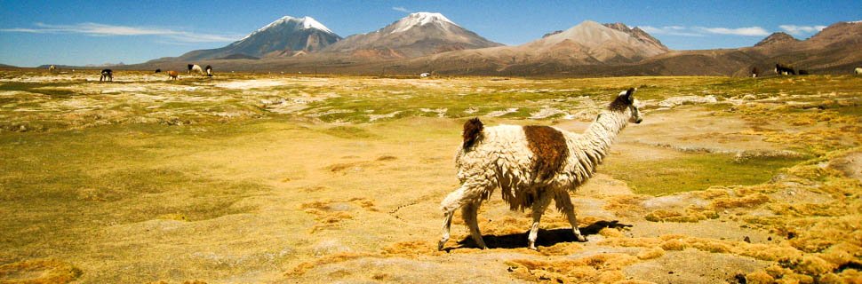 Alpaca auf einer weiten Ebene in Bolivien
