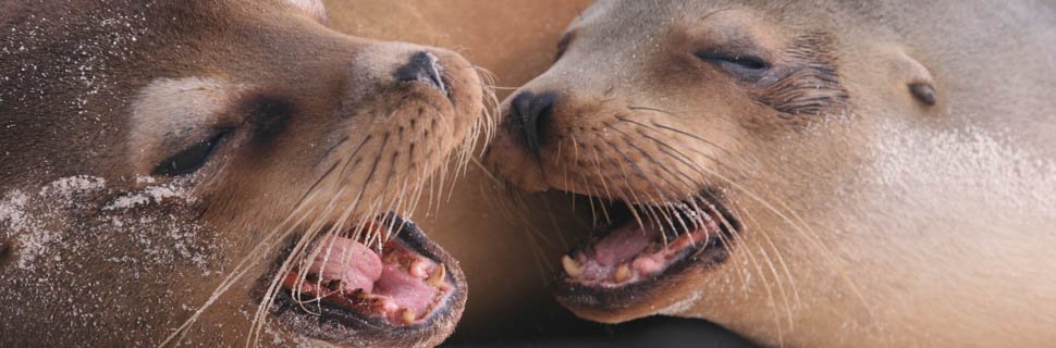 Seelöwen in Ecuador