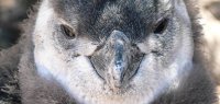 Besichtigung von Pinguinkolonien in Argentinien