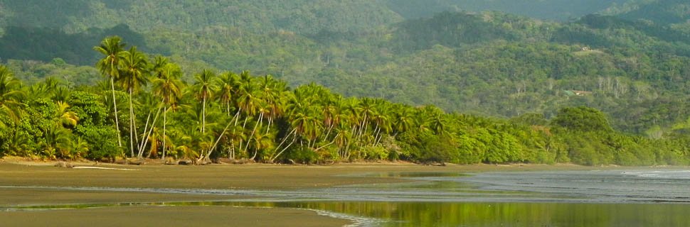 Urwald am Strand in Costa Rica