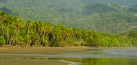 Urwald am Strand in Costa Rica