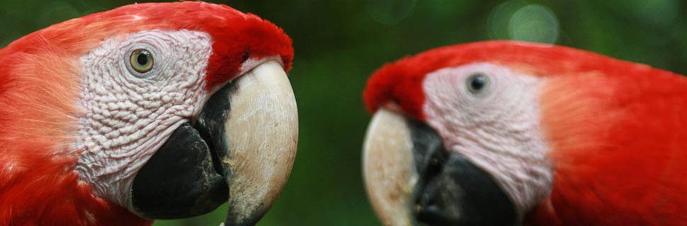 Zwei rote Papageien in Costa Rica