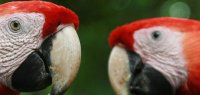Zwei rote Papageien in Costa Rica
