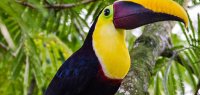 Bunter Tucan in Guatemala