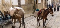 Esel auf einer Pflasterstraße in Peru