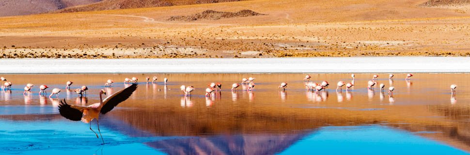 Flamingos in einer Lagune in Chile