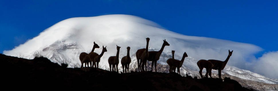 Alpacas vor einem schneebedeckten Berg in Ecuador