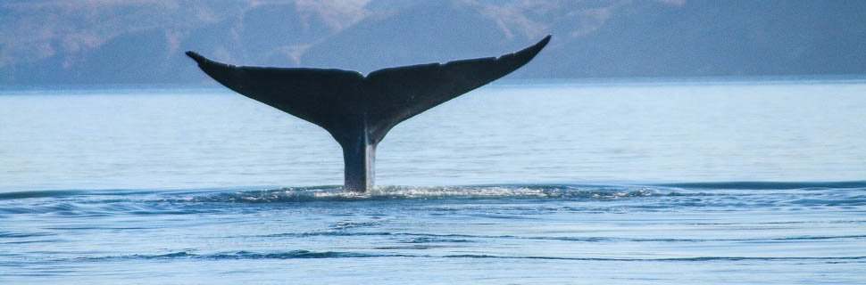Whale-watching in Mexiko