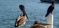 Pelikane und Kormoran am Wasser in Belize