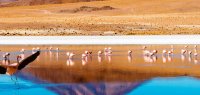 Flamingos in einer Lagune in Chile