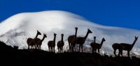 Alpacas vor einem schneebedeckten Berg in Ecuador
